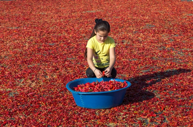 Şanlıurfa'da isot daha kaliteli ve hijyenik ortamlarda üretilecek